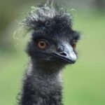 bird 7917458 1280 1