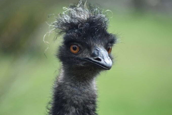 bird 7917458 1280 1
