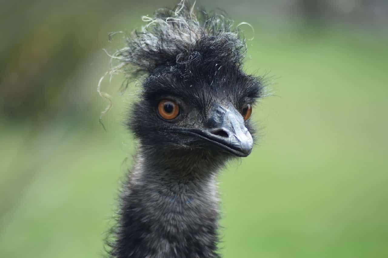 bird 7917458 1280 1