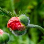 flower 7994489 1280