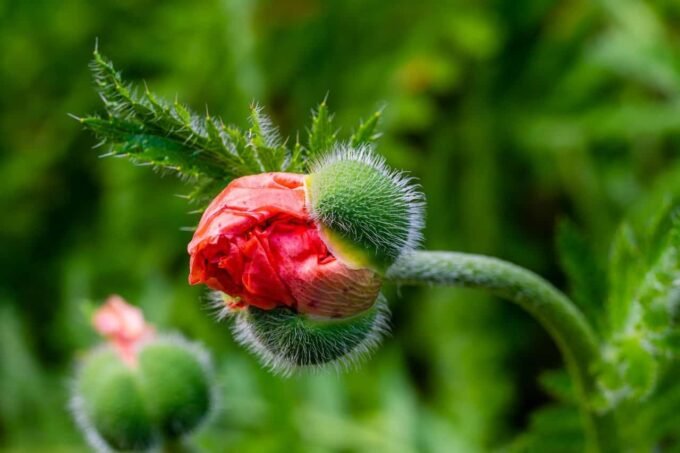 flower 7994489 1280