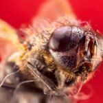 housefly 7857794 1280