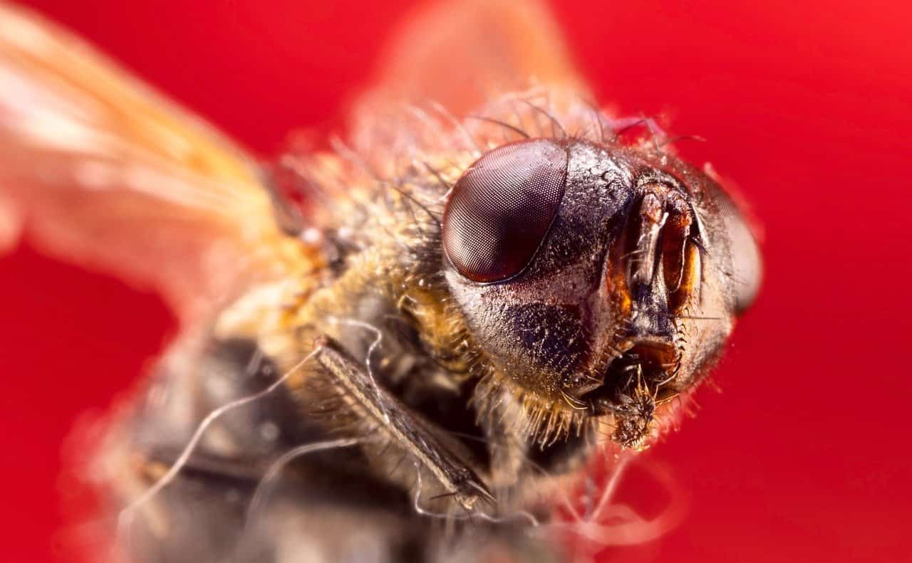 housefly 7857794 1280